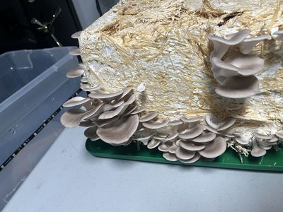 Fresh Italian Oyster Mushrooms