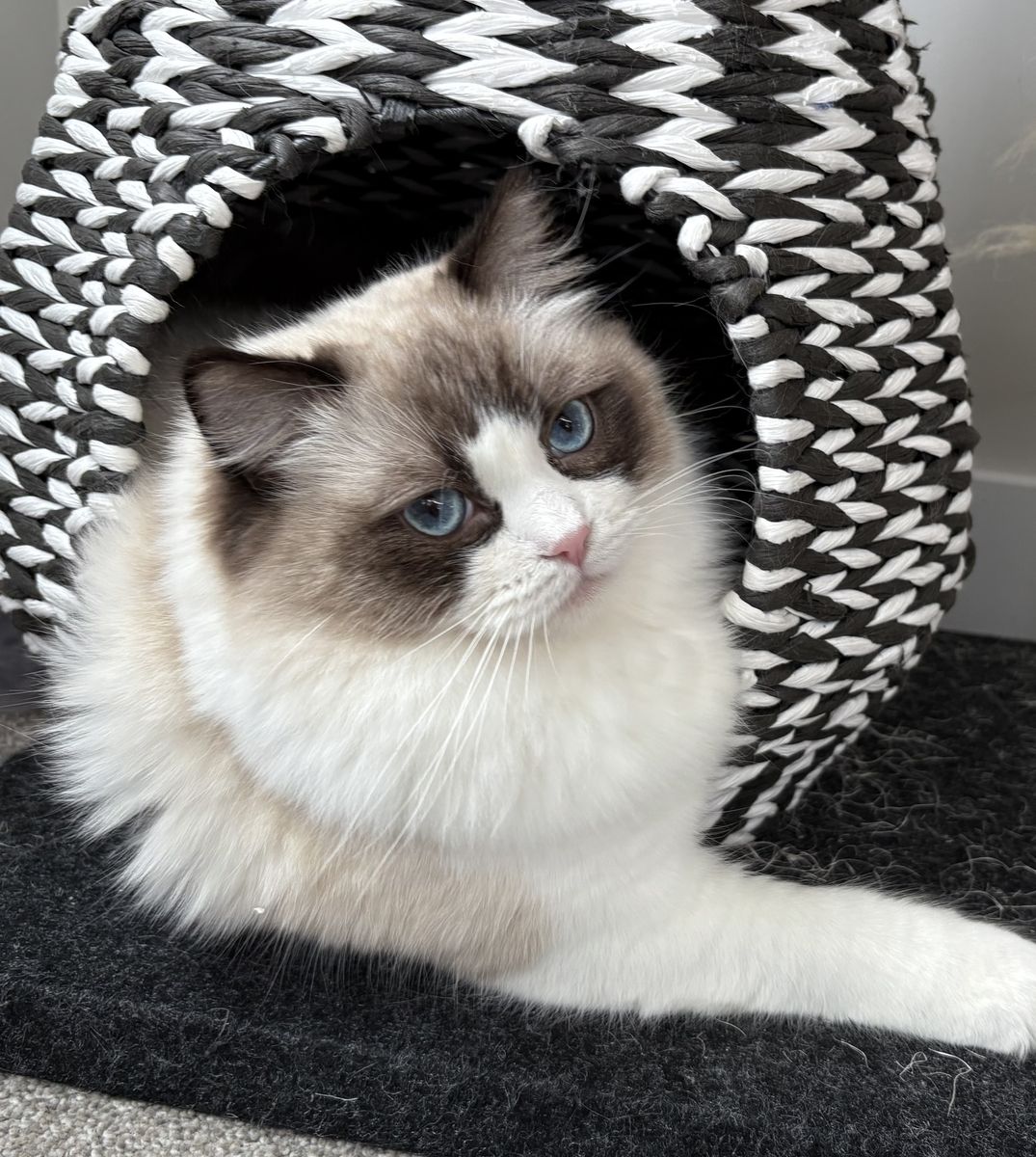 Champion Purebred Ragdoll Cat CFA & TICA Retiring