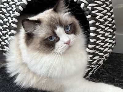 Champion Purebred Ragdoll Cat CFA & TICA Retiring