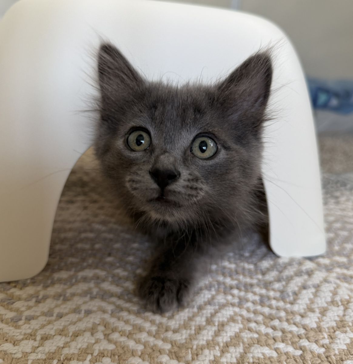A163753 Minnow is Available for Adoption!