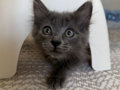 A163753 Minnow is Available for Adoption!