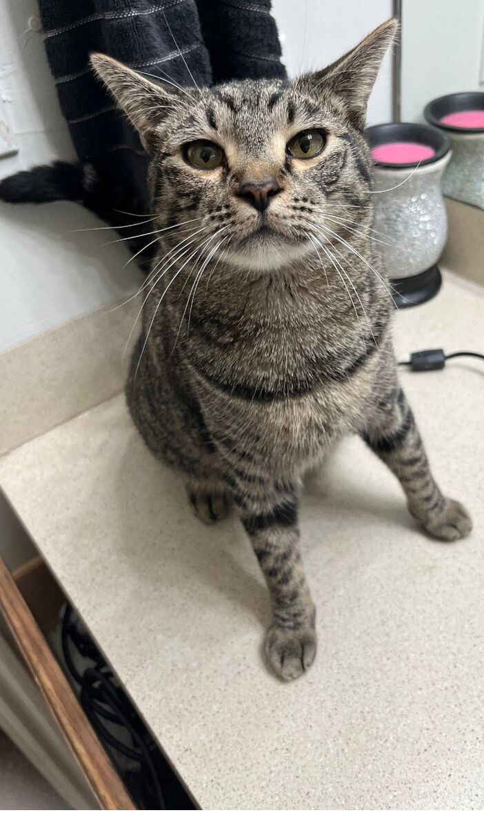 $200 reward for bring nyx back home