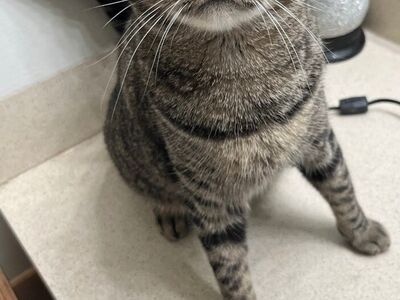 $200 reward for bring nyx back home