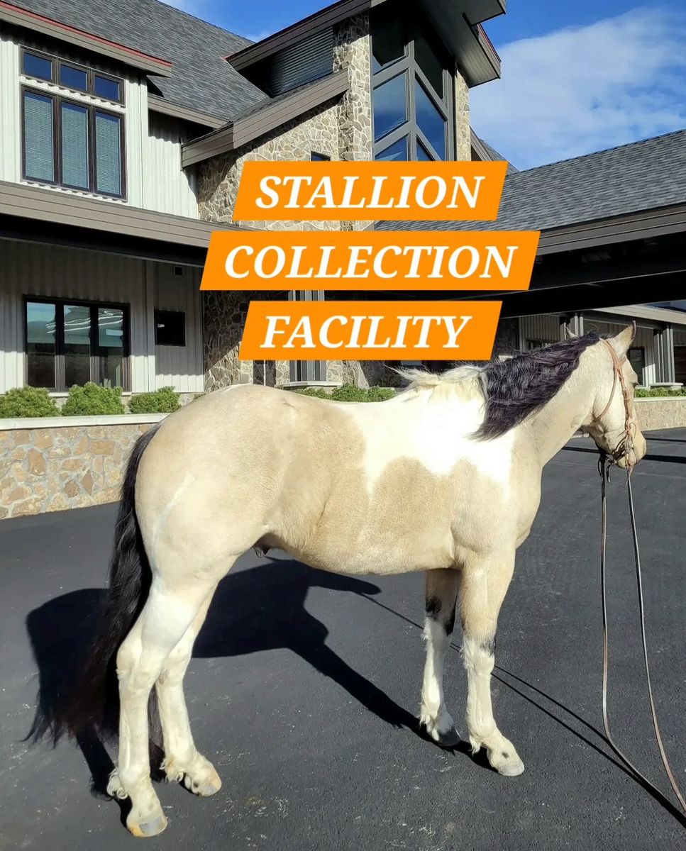 INTERMOUNTAIN STALLION SERVICES - Semen Collection