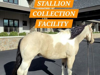 INTERMOUNTAIN STALLION SERVICES - Semen Collection