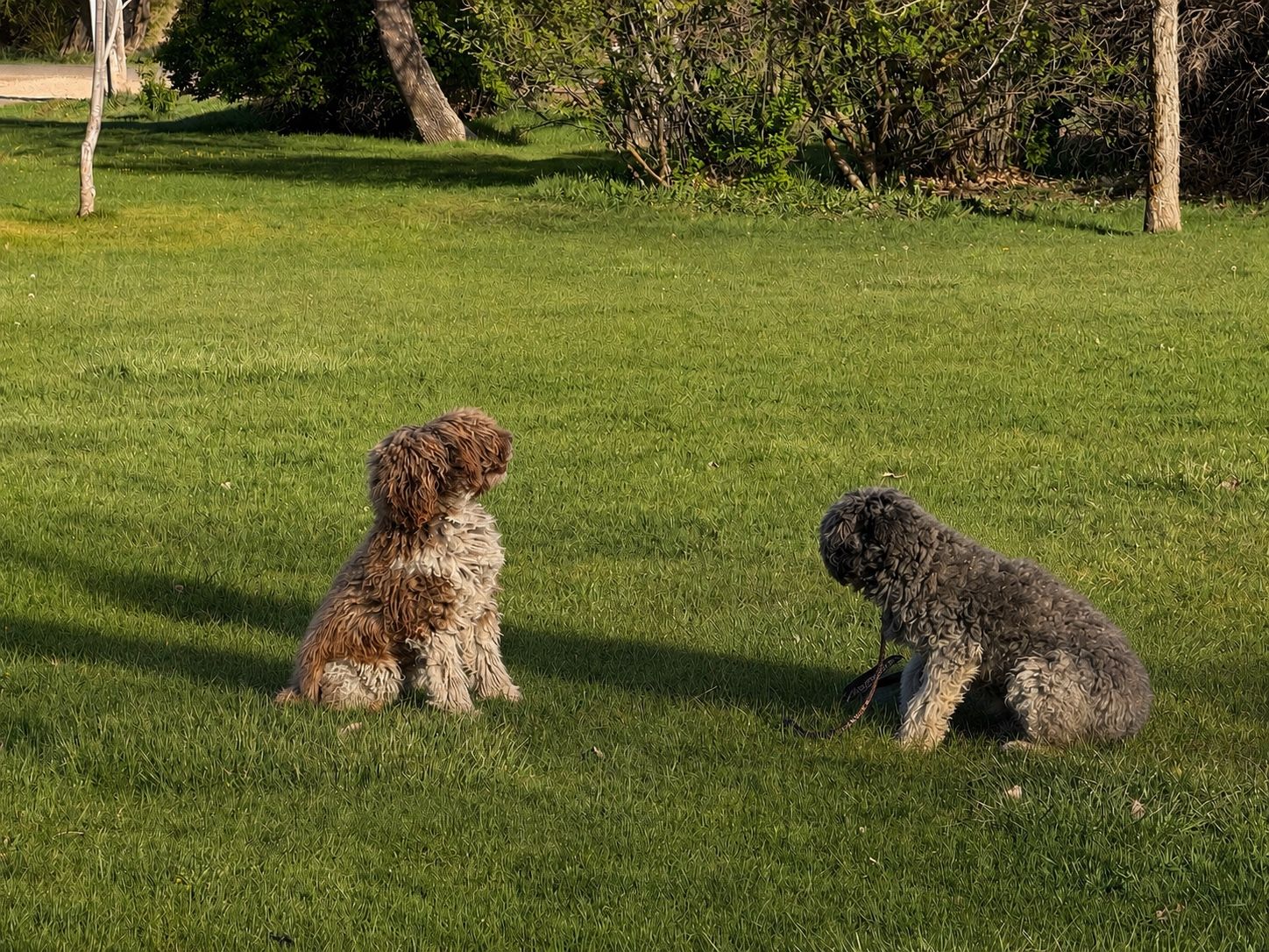Akc Standard poodles need rehomed