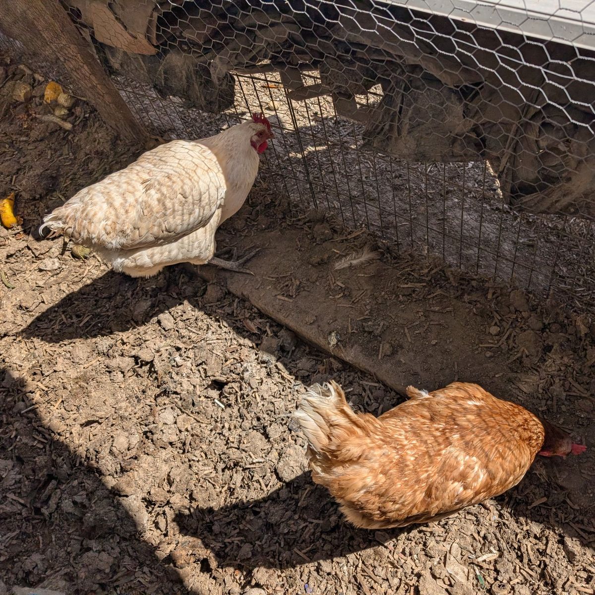 Laying hens very prolific