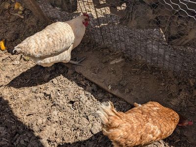 Laying hens very prolific