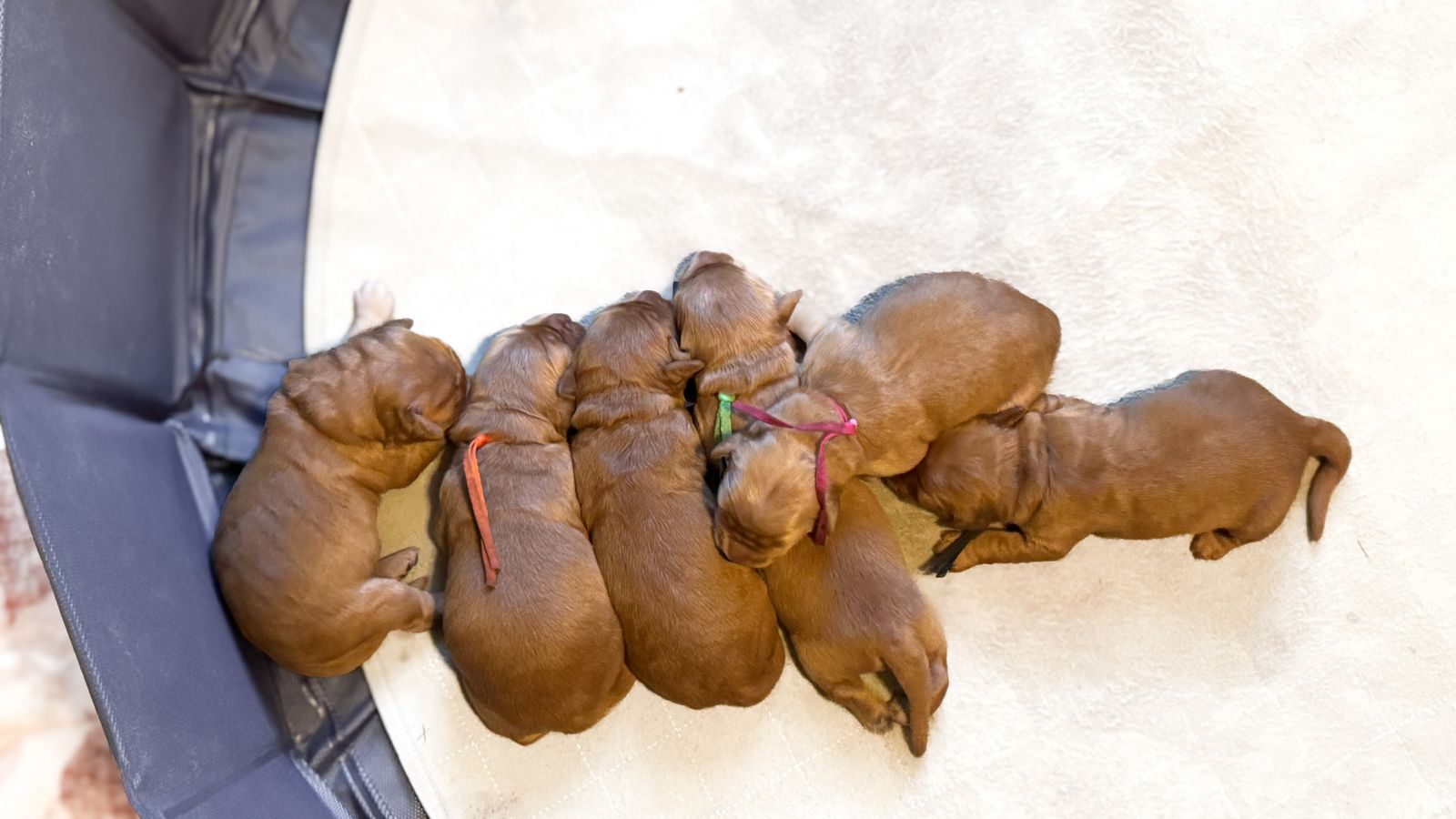 AKC OFA Dark Red Golden Retriever Puppies - Ready this Summer!