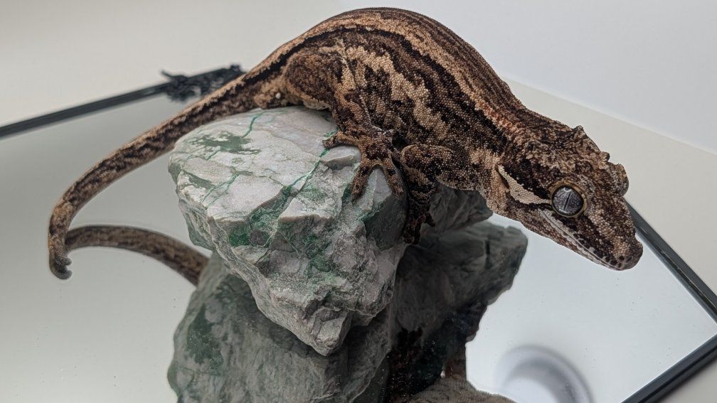 Gargoyle Gecko!