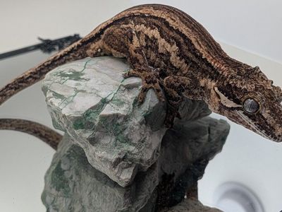 Gargoyle Gecko!