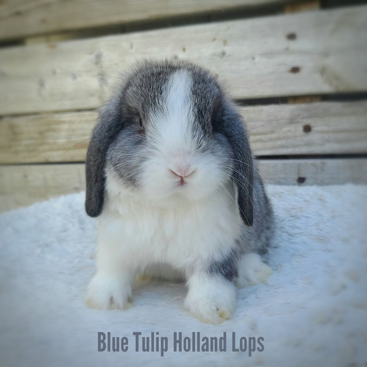Blue Eyed Chinchilla Holland Lop