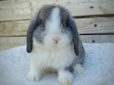 Blue Eyed Chinchilla Holland Lop