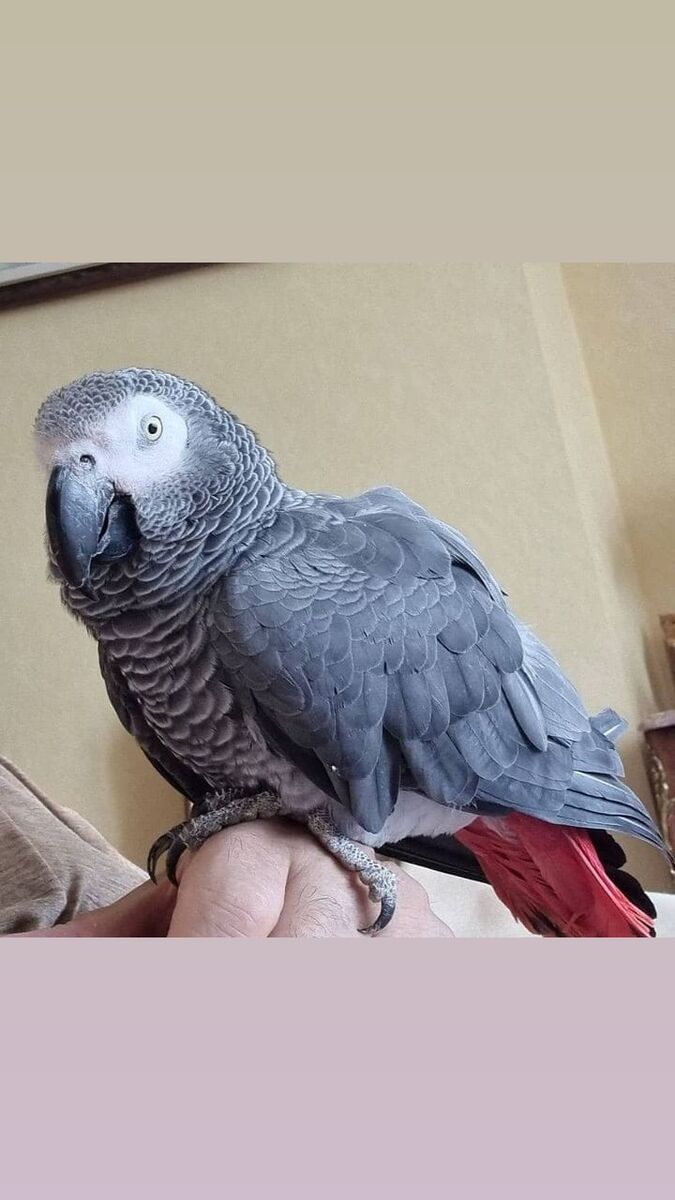 🦜 Four-Month-Old African Grey Parrots Available