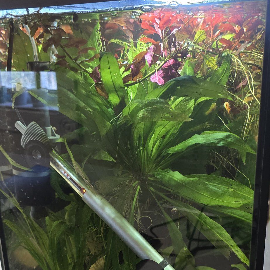 One year old 36 gallon aquarium