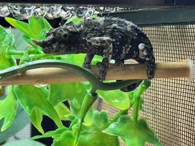 Juvenile Rainbow Jackson's Chameleon