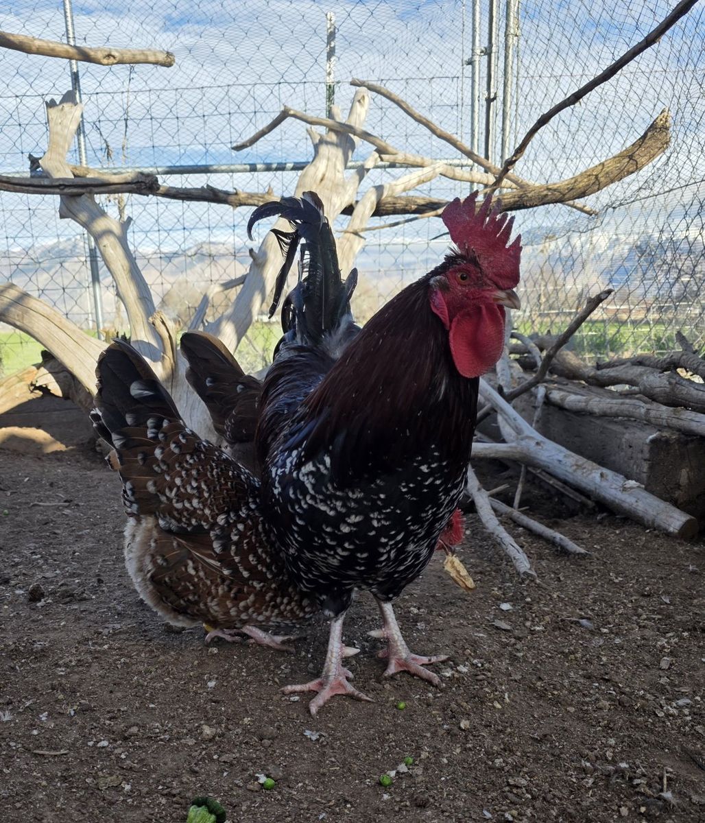 speckled Sussex hatching eggs
