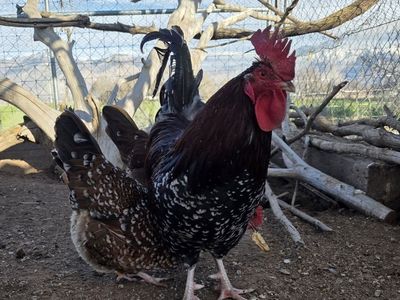 speckled Sussex hatching eggs