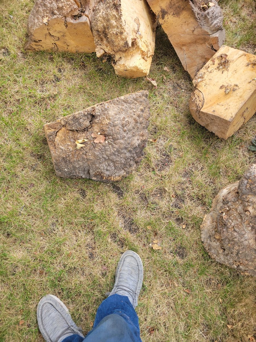 Burl