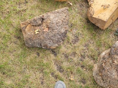 Burl