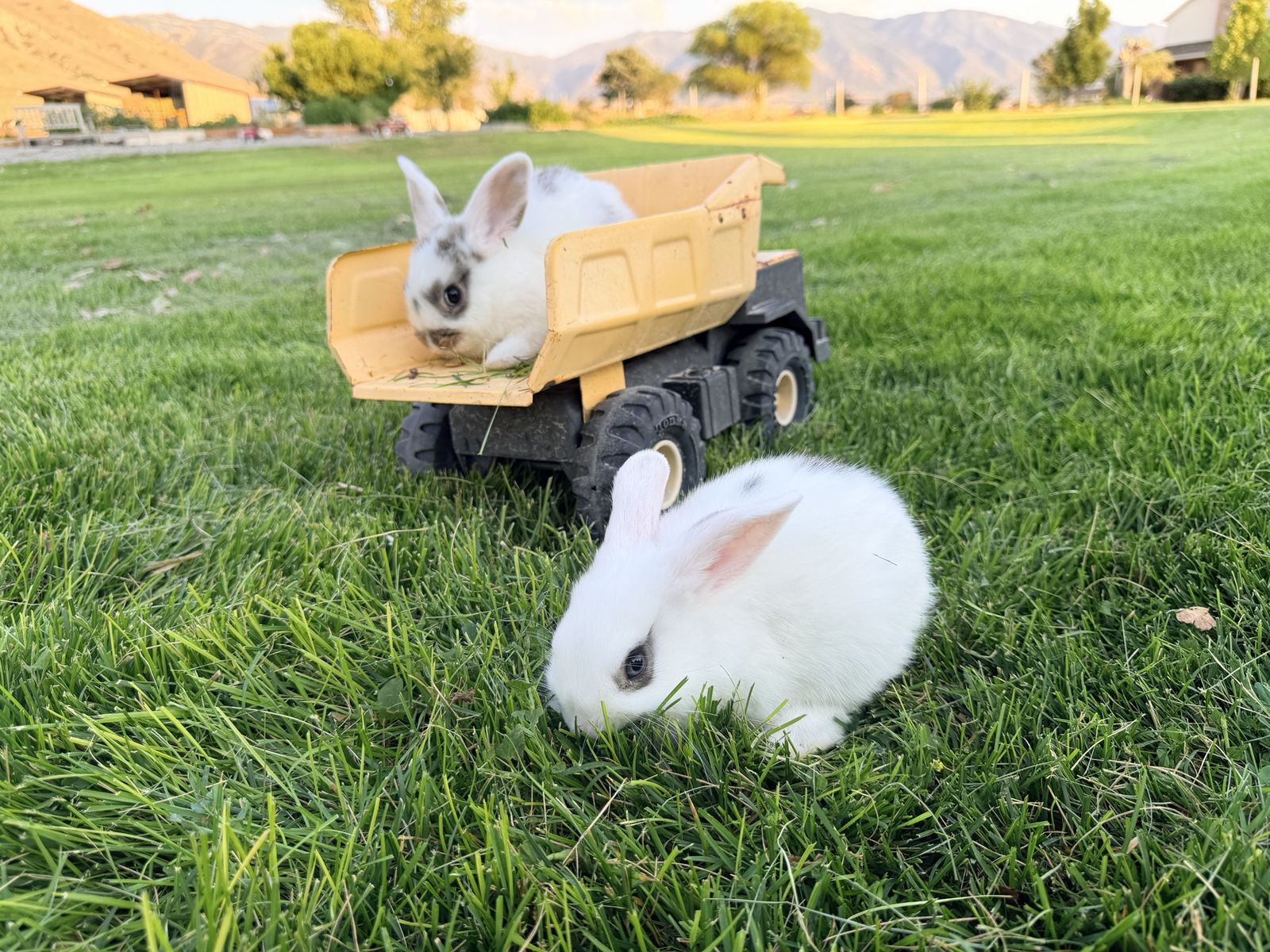 Holland lop netherland dwarf