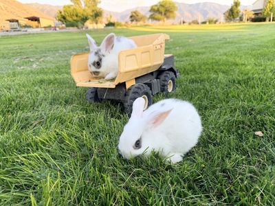 Holland lop netherland dwarf