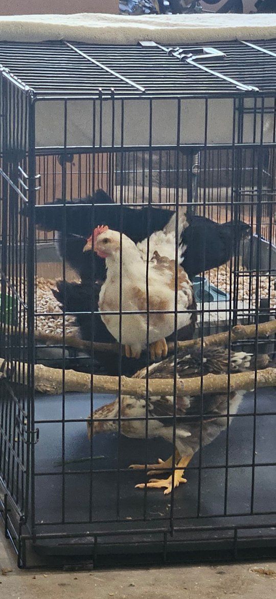 FREE Aloha Rooster