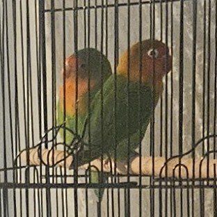 breeding pair of lovebirds