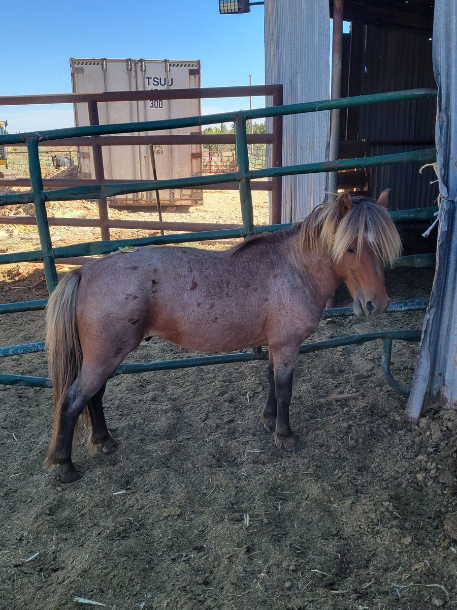 Pony