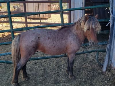 Pony