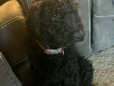 Double Doodle puppies