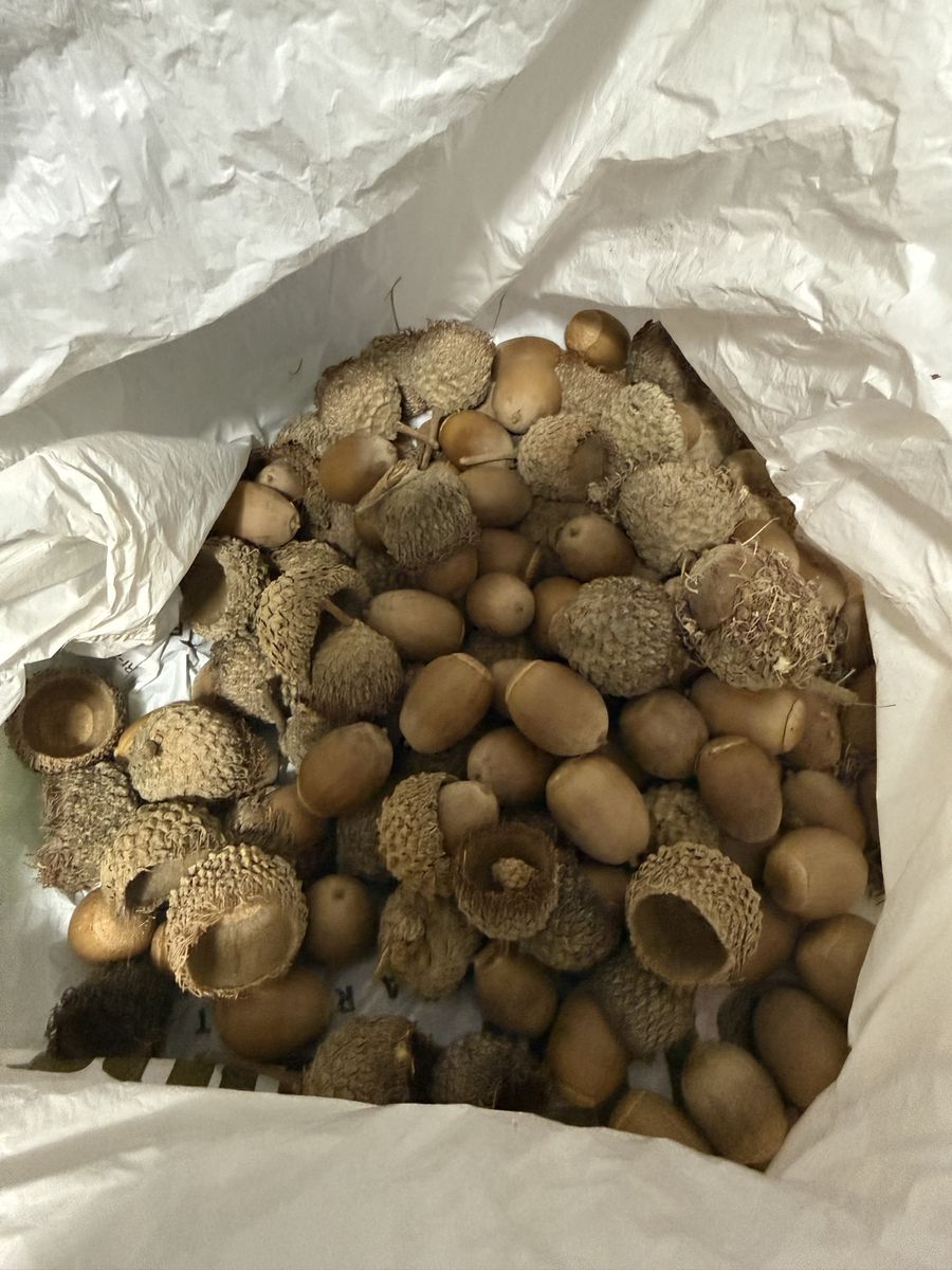 Natural Acorns with Caps in Ziploc Bag for Crafting and Decor