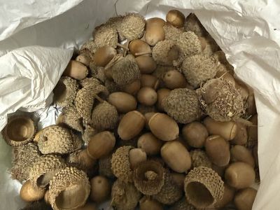 Natural Acorns with Caps in Ziploc Bag for Crafting and Decor
