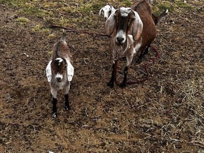 Nubian goats