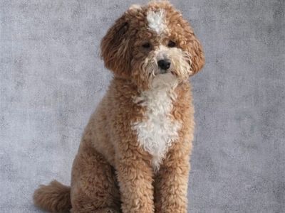 AKC Mini Poodle Stud Proven 13lbs