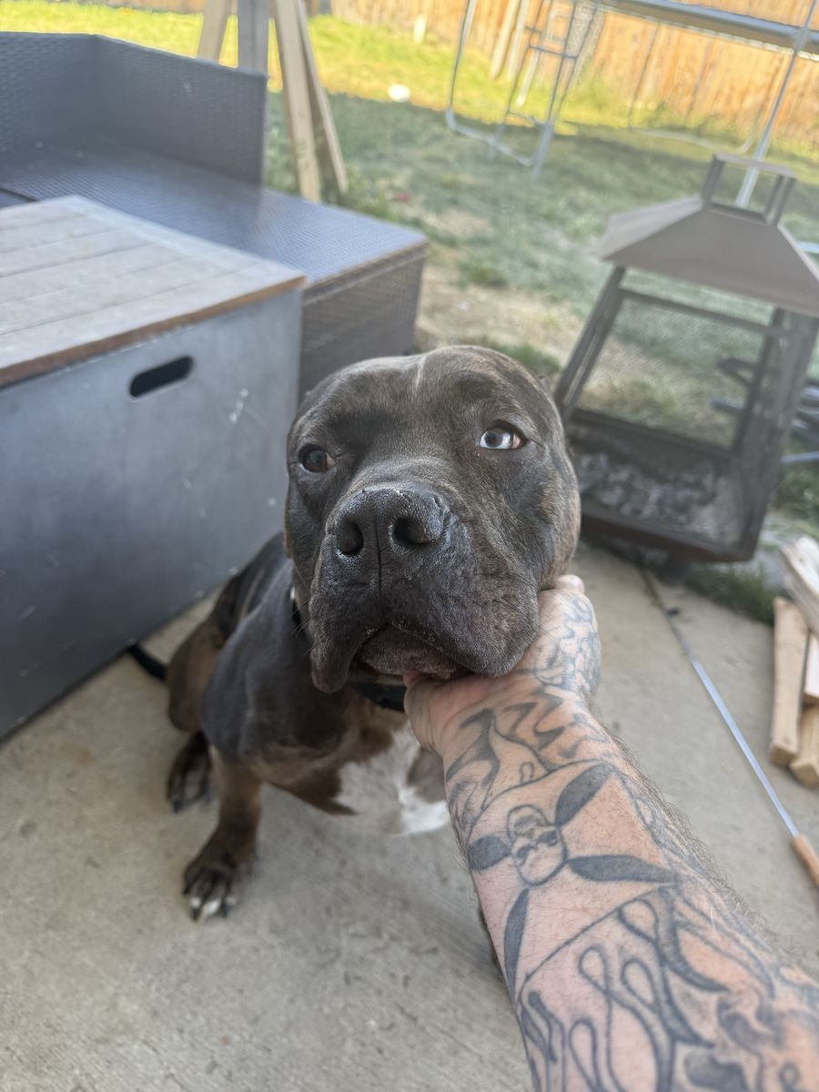 2 year old cane corso