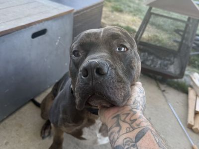 2 year old cane corso