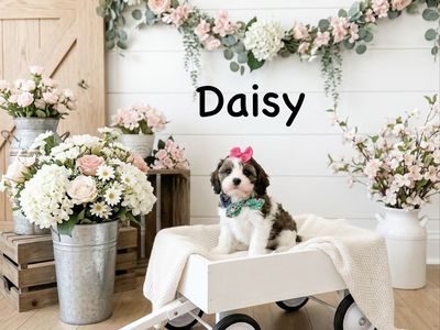Adorable Cavapoo Puppies - F1 Generations with Teddy Bear Hair & Babydoll Faces, Health Tested Parents