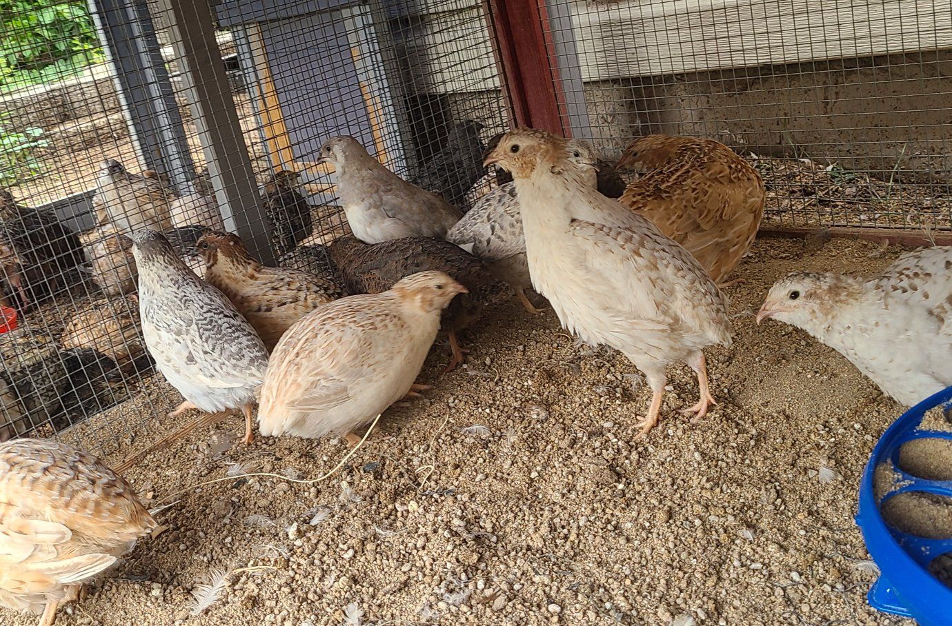 3-7wk old Cutornix Quails