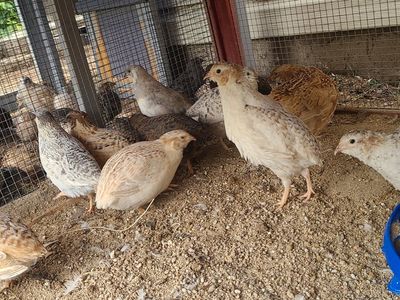3-7wk old Cutornix Quails