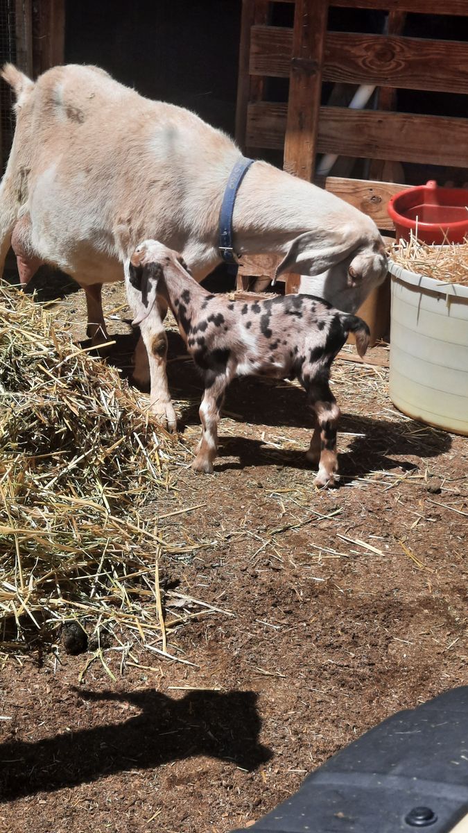 Reg Amer Nubian Buckling