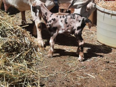 Reg Amer Nubian Buckling