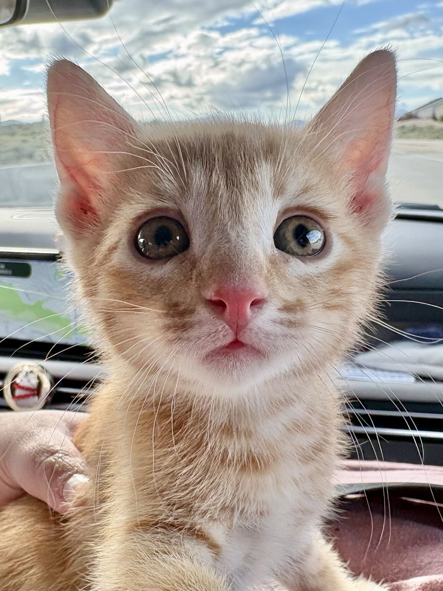 Rare Orange Tabby Female Kitten