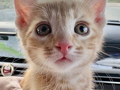 Rare Orange Tabby Female Kitten