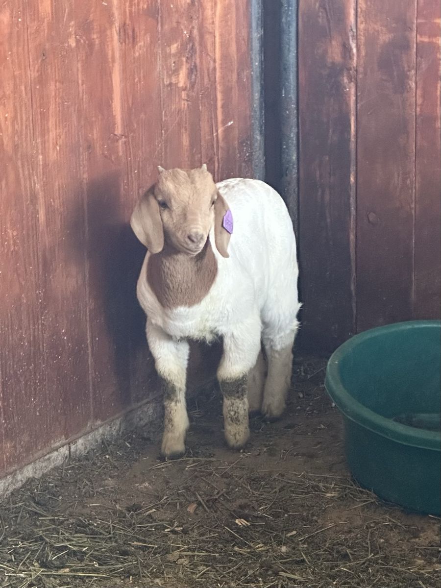 ABGA or 4H Boer Wether or Buck