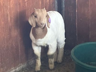 ABGA or 4H Boer Wether or Buck