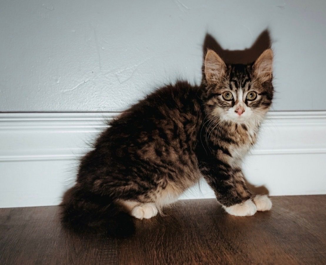 Siberian Forest Kitten