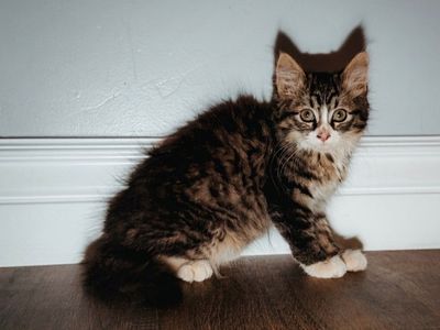 Siberian Forest Kitten