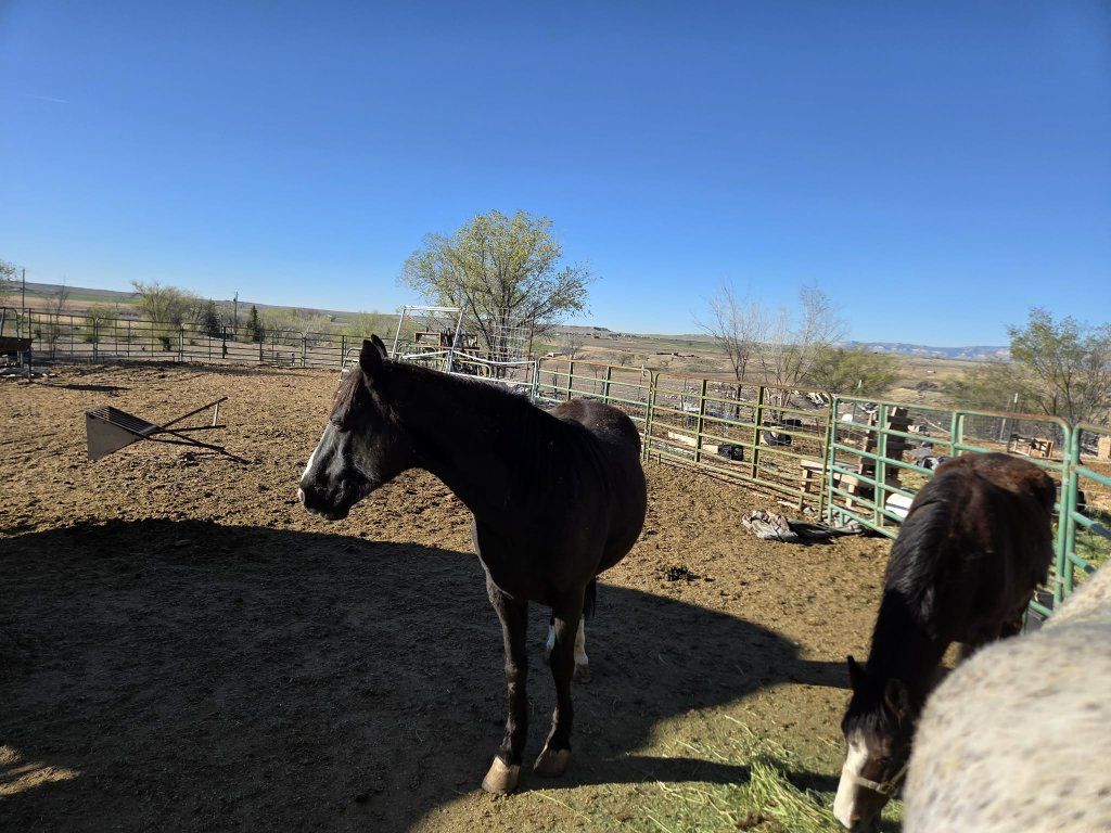Mustang mare