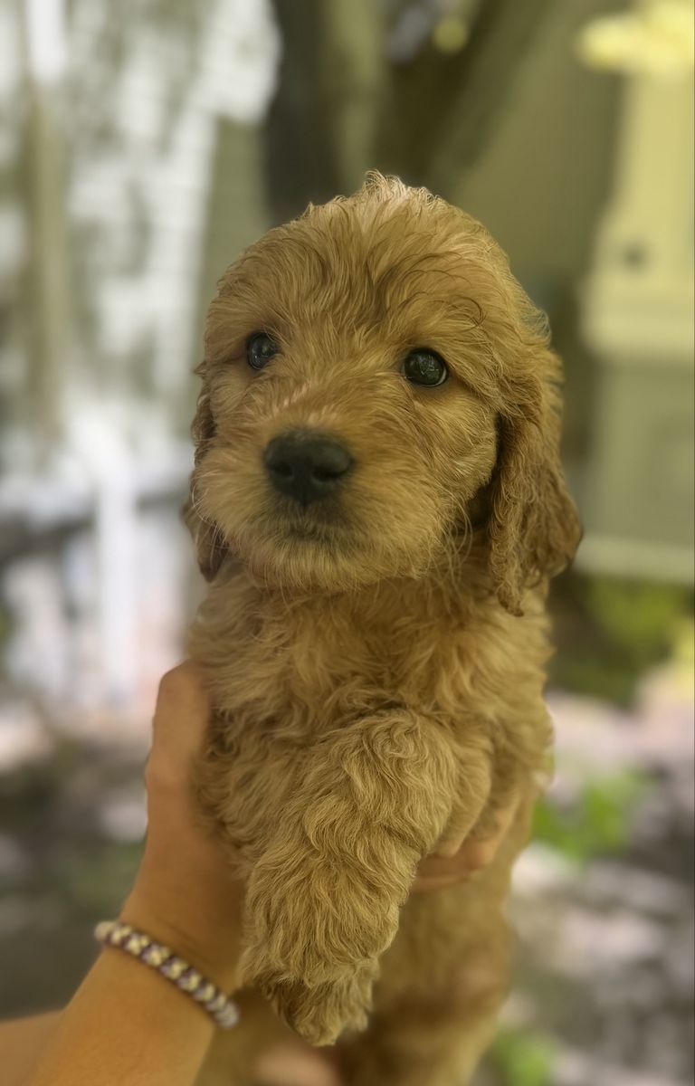 Nine Adorable Golden Doodle Retriever Puppies!  ready now!